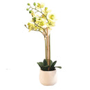 NOVA - Flower Arrangement Phalaenopsis With Pot (48Cm)
