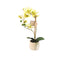 NOVA - Flower Arrangement Phalaenopsis With Pot (38Cm)
